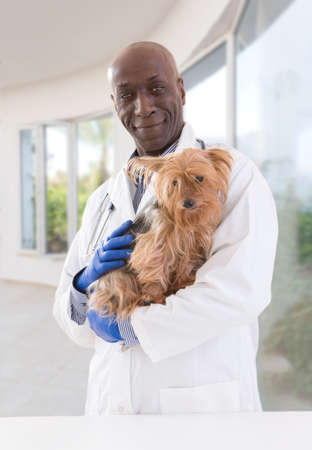 portrait of a happy veterinarian and Yorkshire terrier in luxery pet hospital backgroundの写真素材