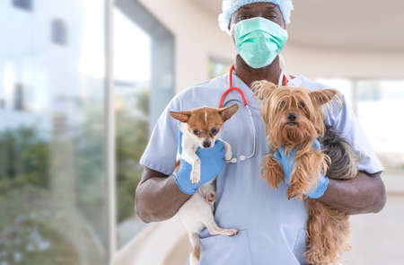 Veterinarian and cute pets on a luxery pet hospital backgroundの写真素材