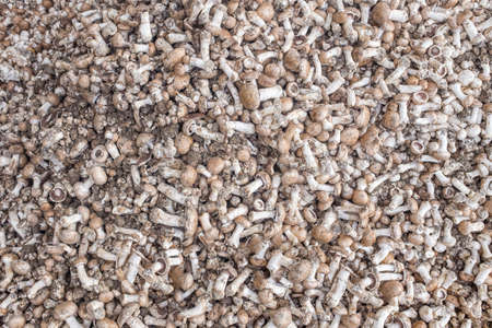 Mushrooms Background - Organic produce on display at the Farmers Market.
