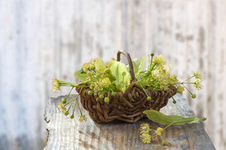wicker basket with linden flowers on grey wooden table on an old blur wall white backgroundの写真素材