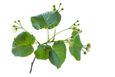Flowering large-leaf Linden Tilia . The branches are covered with yellow flowers. Medicinal plant on white backgroundの写真素材
