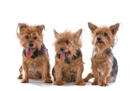 Cute three puppy yorkshire terrier looking at camera in studio, isolated on white background.の写真素材
