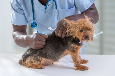 veterinarian with pet s health checked on yorshire s holding a syringue in his mouth,on veterinarian clinic backgroundの写真素材