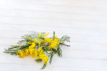 Spring flowers.Bouquet of mimosa flowers isolated on white top view. copy spaceの写真素材