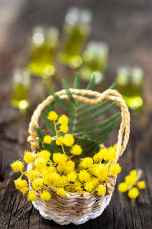 Branch of mimosa in basket on natural wooden rustic background.の写真素材