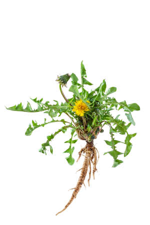 Medicinal plant: Dandelion Taraxacum officinaleの写真素材