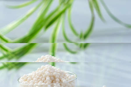 Homeopathic granules .Homeopathic granules in small glass petri dish some granules scattered on the...