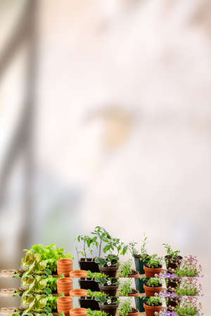 Garden tools with fresh plants and flowers. Cultivation, agriculture,wooden board over an old wallの写真素材