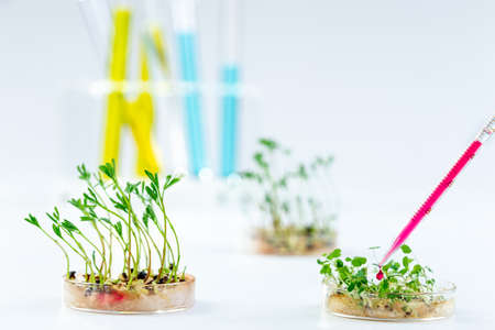 Genetically modified plant tested in petri dish with chemical solution in test tube .Ecology...