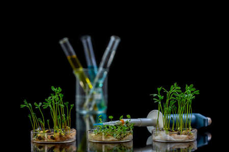 Genetically modified plant tested in petri dish with chemical solution in test tube .on black