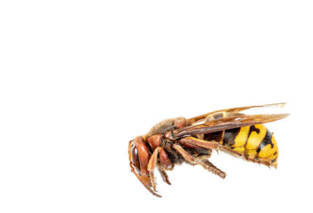 Closeup of a dead wasp horneet yellow and black over a white backgroundの写真素材