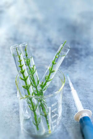 SGMO Concept: samplings of genetically modified plants growing inside test tubes.の写真素材
