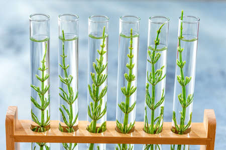 SGMO Concept: samplings of genetically modified plants growing inside test tubes.の写真素材