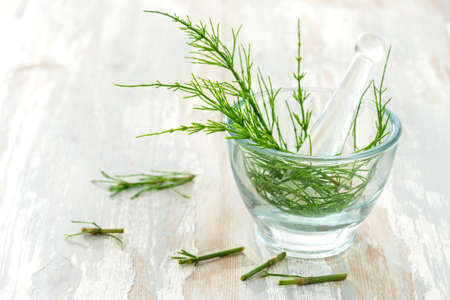 horstail Herbs with alternative medicine herbal supplements and ptablet with glass mortarの写真素材