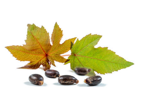 Castor oil plant, Ricinus communis.Castor oil bottle with castor fruits, seeds and leaf.