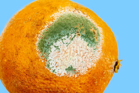 Texture of blue mold on an orange fruit Spoiled dried lemon with mold on a white background. Blue-green mold on orange. Fungus with mold on fruitの写真素材