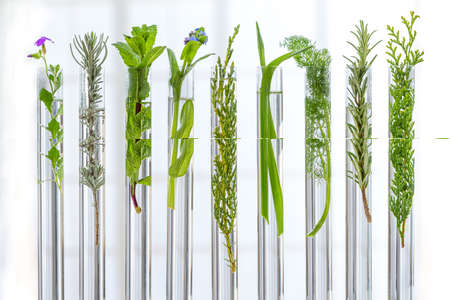 Scientific experiment - flowers and plants in test tubes.