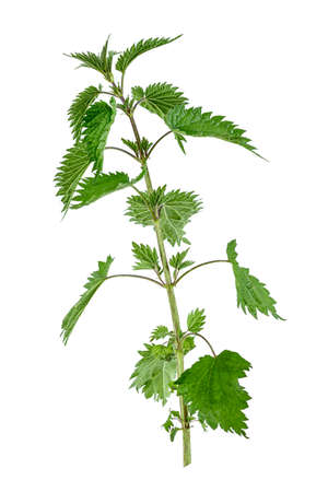 Stinking nettle (Urtica dioica) all plant a white background.