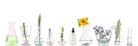 Panoramic image of a laboratory Fresh medicinal plant and Flowers ready for experiment on white backgroundの写真素材