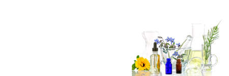 Panoramic image of a laboratory Fresh medicinal plant and Flowers ready for experiment on white backgroundの写真素材