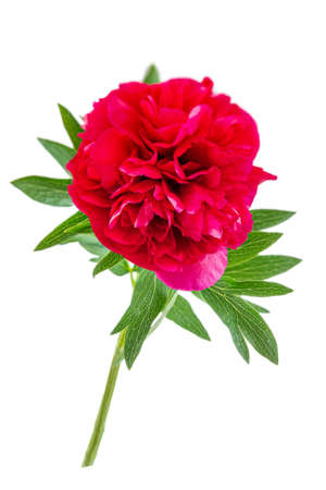 Red peony paeoni, latin name Paeoniaceae isolated on a white backgroundの写真素材