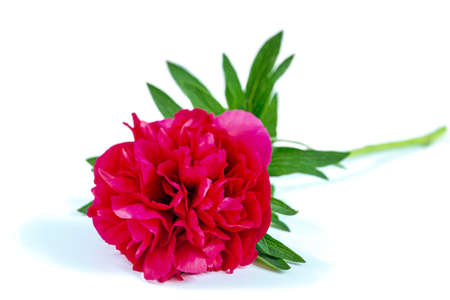 Red peony paeoni, latin name Paeoniaceae isolated on a white backgroundの写真素材