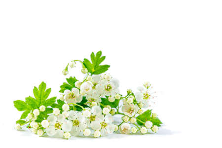 Hawthorn or Crataegus monogyna branch with flowers isolated on white backgroundの写真素材