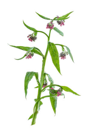 Medicinal plant comfrey (Symphytum officinale) on a white background.の写真素材