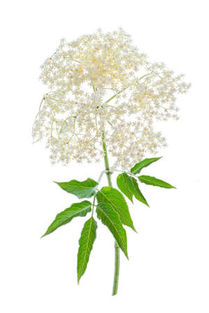 Bloom elderflower (Sambucus nigra) on white background. Common names: elder, elderberry.の写真素材