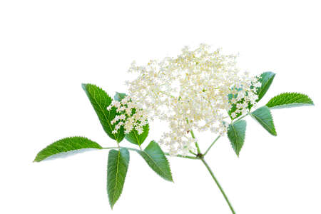 Bloom elderflower Sambucus nigra on white background. Common names: elder, elderberry, black elder,, European elderberry and European black elderberry.の写真素材