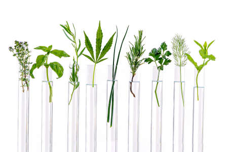 Green fresh plant in glass test tube in laboratory on white background. Close up macro.の写真素材