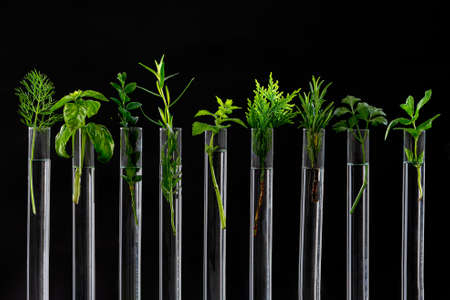 Green fresh plant in glass test tube in laboratory on white background. Close up macro.の写真素材