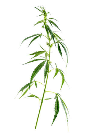 Branch of medical hemp on white.の写真素材