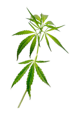 Branch of medical hemp on white backgroundの写真素材