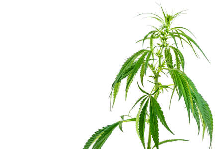 Fresh green leaves of canabis or marijuanaの写真素材
