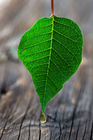 drop of essential oil falling from a leaf