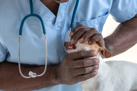 Veterinary concept. Veterinarian examining dogs healthの写真素材
