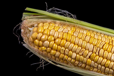 Packaged and sealed fresh grocery store yellow corn. Isolated. on blackの写真素材
