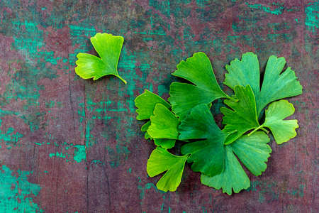 Leaves of Gingo biloba on a old ppaint booard background-Top view.の写真素材