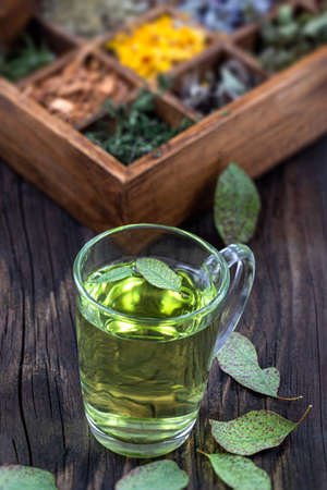 Eucalyptus, medicinal plant Eucalyptus parvifora ith dry plants rackの写真素材