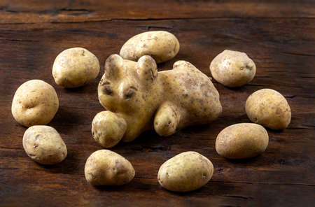 Ungraded organic potatoes ON A WOODEN BACKGROUNDの写真素材