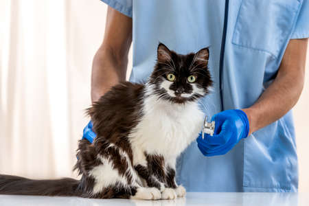 Examinations of a cat by a veterinarian male doctor.