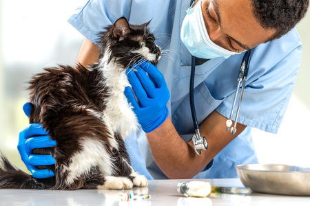Examinations of a cat by a veterinarian male doctor.