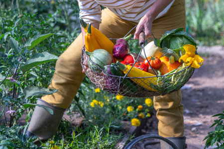 Harvesting vegetables in a greenhouse young woman with a basket of fresh vegetablesの写真素材