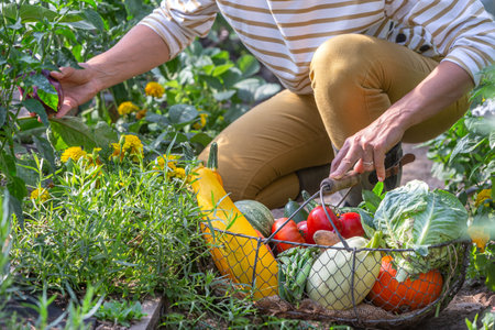 Harvest in the vegetable garden - young woman picking vegetables in a vegetable gardenの写真素材
