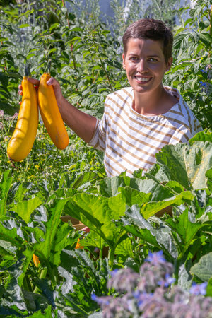 Zucchini from the organic vegetable gardenの写真素材