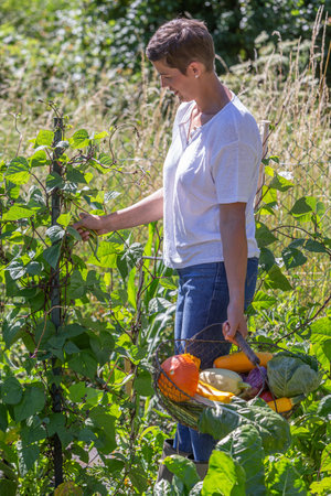 Woman on foot, picling in a vegetable gardenの写真素材