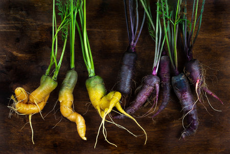 Two boots of old carrots seen g high on an old brown board.の写真素材
