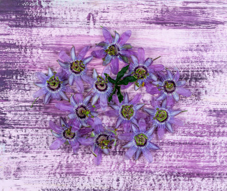 Passiflora Incarnata-Top view of pile Purple passion flower on painted wooden floorの写真素材