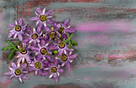 Passiflora Incarnata-Top view of pile Purple passion flower on painted wooden floorの写真素材